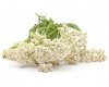 Krwawnik pospolity 3 kg - EQUIHERBS 
